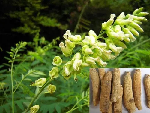 Sophora Flavescens Extract.jpg